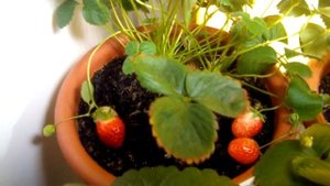 Выращивание дома ремонтантная клубника земляника strawberry на окне 25.05.18. Снова урожай.