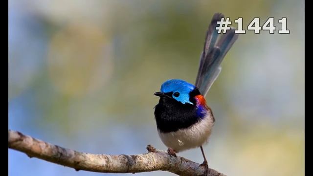 #1441. Птицы (В мире животных) смотреть онлайн