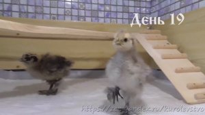 Цыплята шелковых кур 60 дней за 5 минут