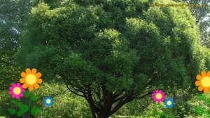 Ива ломкая Буллата. Краткий обзор, описание характеристик salix fragilis