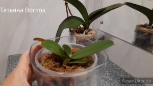 Результат применения удобрения Аминозол для орхидей!