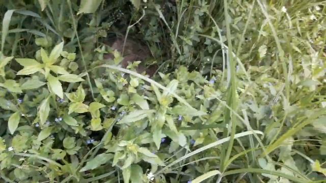 Уксус живого сквашивания - на цветах бузины. Квас - рецепт тот же, только готовится скорее. смотреть онлайн