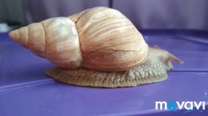 КАК УХАЖИВАТЬ ЗА РАКУШКОЙ УЛИТКИ?