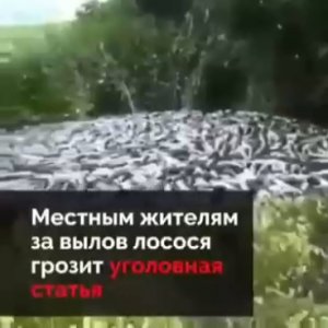 Добыча тихоокеанского лосося на Камчатке