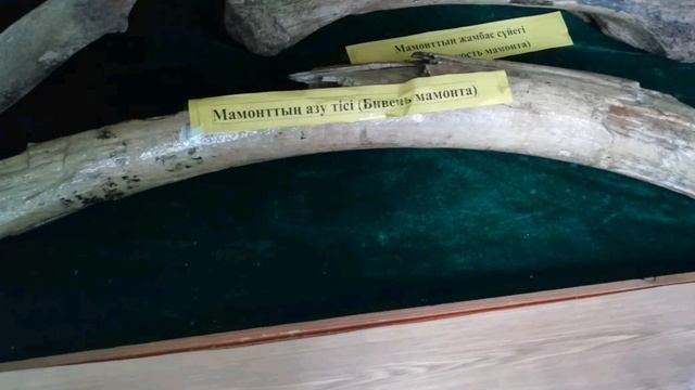 Фото бивня мамонта и кое - что ещё смотреть онлайн