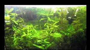 Мой аквариум. Слегка запущен. My aquarium. Slightly run.