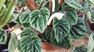 Peperomia caperata - grow & care (Houseplant)