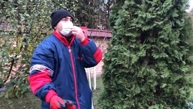 Хвойные: как и когда чистить смотреть онлайн