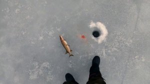 Зимняя рыбалка.Ловля щуки на живца. Ловля щука на жерлицы. Ловля щуки на самоловки.