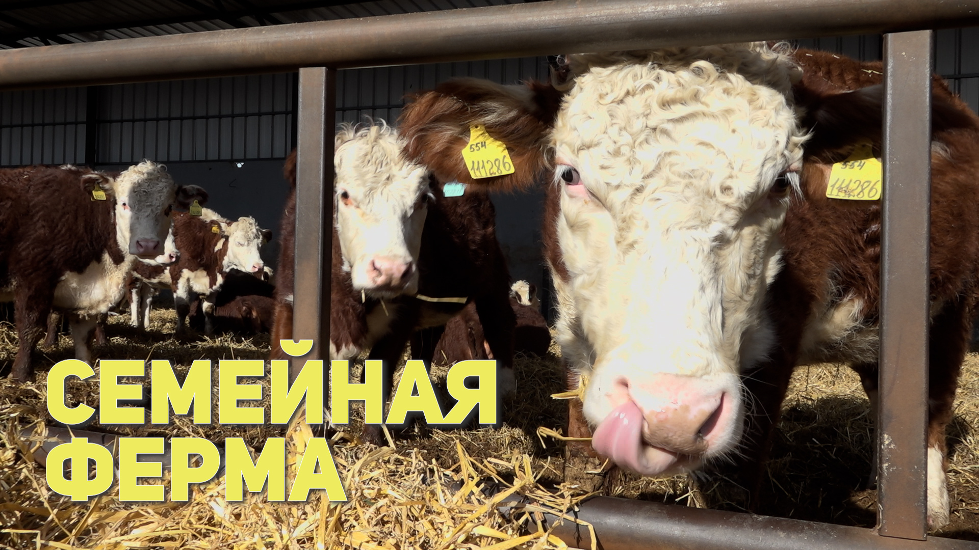 Семейная ферма