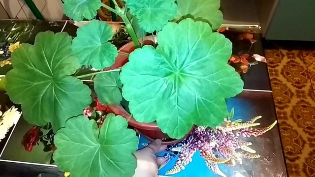 Герань в вашем доме. Полезные свойства герани. смотреть онлайн