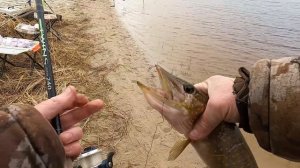 ГОЛЬЯНЫ НАС ВЫРУЧИЛИ НА ОСЕННЕЙ РЫБАЛКЕ, ЩУК И ОКУНЕЙ ЛОВИЛИ А ПОТОМ ПОПЁРЛИ ГОРБАТЫЕ НА СИЛИКОН!