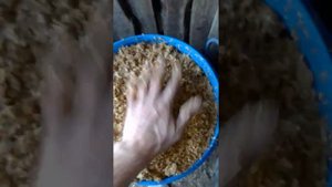 ПИВНАЯ дробина. хранение спустя 2недели