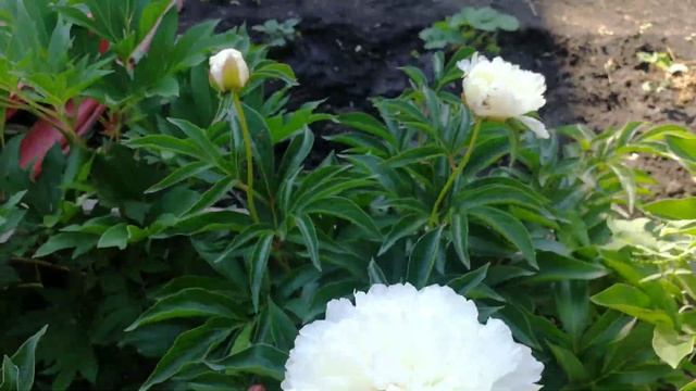 Пион Ширли темпл смотреть онлайн