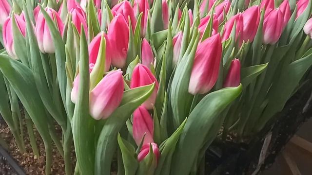 Выгонка тюльпана в опилках .Тюльпан Bolroyal Pink .Tulipa Bolroyal Pink . смотреть онлайн
