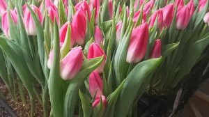 Выгонка тюльпана в опилках .Тюльпан Bolroyal Pink .Tulipa Bolroyal Pink .