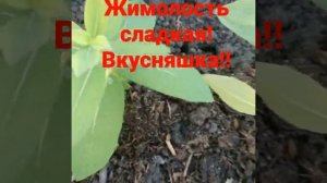 Серия Бореал- жимолость!