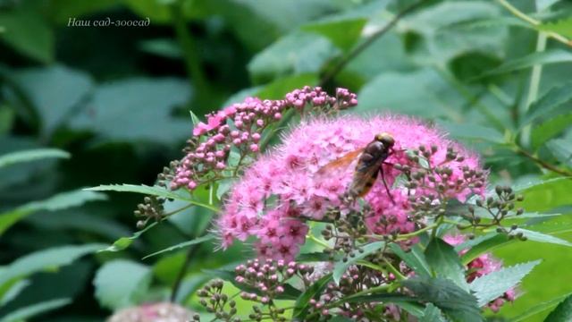 Спирея Джанпей. Spirea Japonica Genpei Or Shirobana.