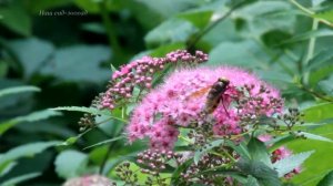Спирея Джанпей. Spirea japonica Genpei or Shirobana.