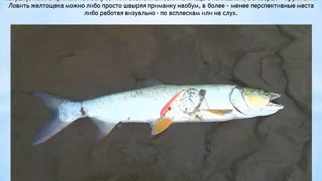 Желтощек