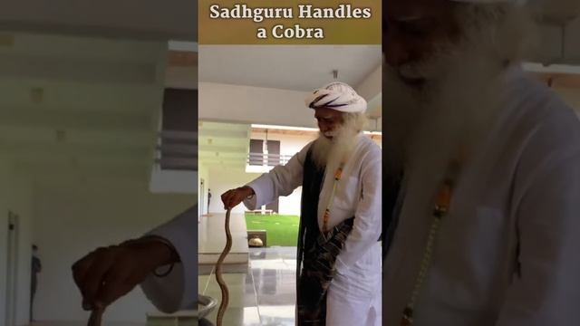 Sadhguru Handles a Cobra Shorts