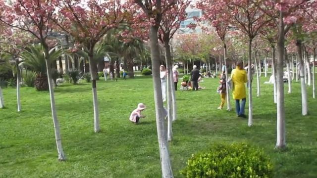 Сочи. Черешневый сад. Цветёт сакура. (23 апреля 2022 г.) смотреть онлайн