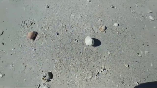 США. Первый раз вижу! Красота! Большие ракушки. смотреть онлайн