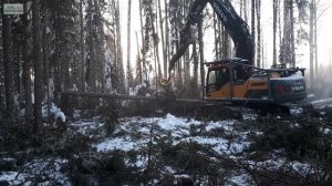 Заготовка леса и наше производство