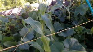 Уход за огурцами в июле.