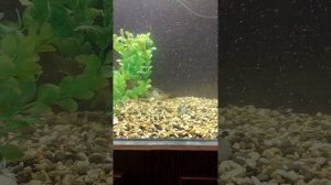 Кормление щуки в аквариуме/Feeding the pike in the aquarium