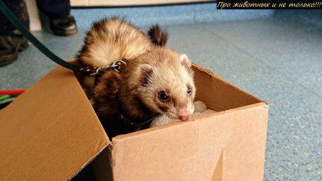 Разбирая хлам в гараже, она ИСПУГалась не на шутку, когда заметила движение в коробке! смотреть онлайн