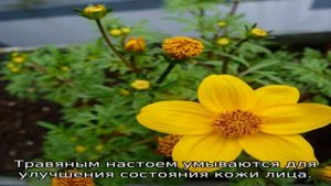 Трава череда: описание, где растет, полезные свойства