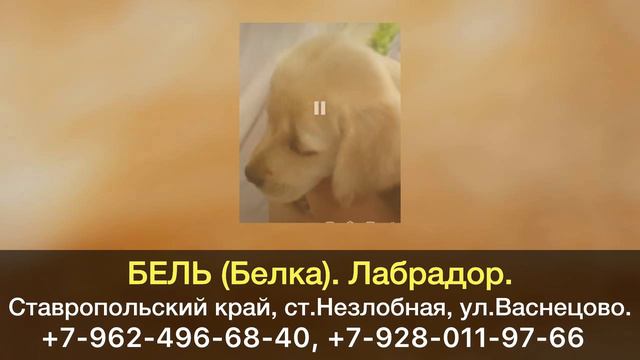 Пропала собака! БЕЛЬ (Белка). Лабрадор. Ставропольский край, ст.Незлобная, ул.Васнецово.