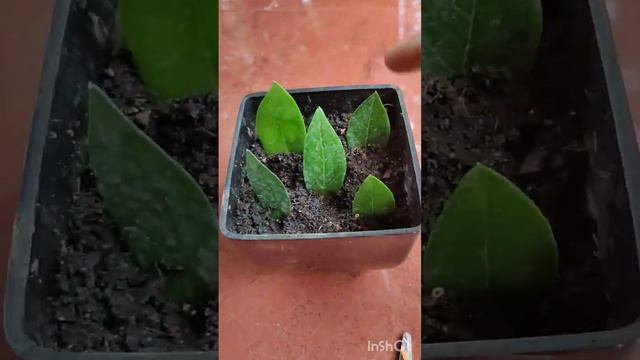 Zz plant leaf propagation