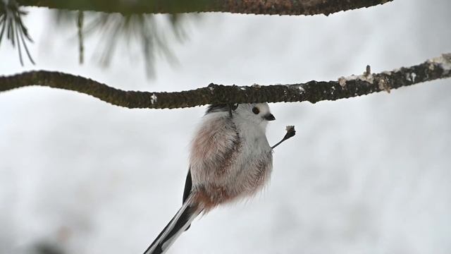 Длиннохвостая синица с кусочком арахиса смотреть онлайн