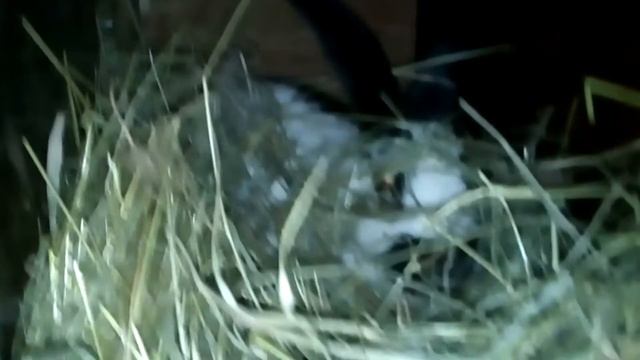 Крольчиха собирает сено в гнездо. Окрол крольчихи будет вот-вот смотреть онлайн