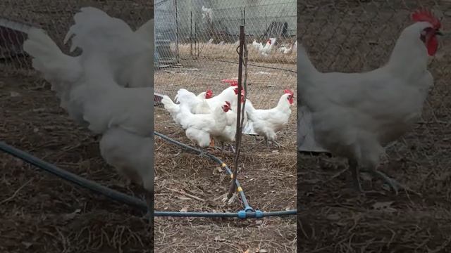 ПЛИМУТРОК БЕЛЫЙ с БРЕССГАЛЬСКИМИ КУРАМИ. смотреть онлайн