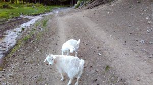 Алтайские козы.