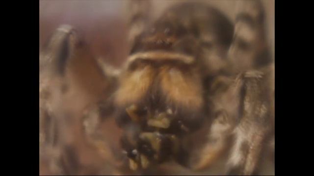 тарантул ест смотреть онлайн