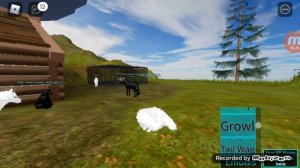 роблокс волки