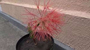 Скадоксус ( Scadoxus ) - велетенська кульбабка