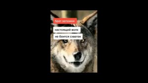 Цитаты Волка/Тик Ток | Приколы,Нарезки,Мемы,Реки