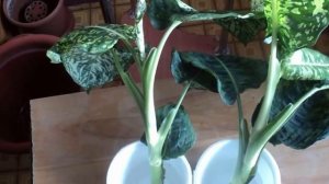 Размножаем Диффенбахию. Эффективные способы размножения в домашних условиях.