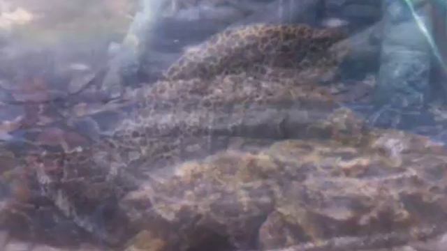 Слайд-шоу с зверьками из зоопарка смотреть онлайн