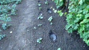 Летний посев проросших семян огурцов