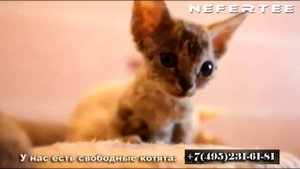 Девон-рекс, Купить девон-рекса. Питомник кошек девон рекс / Devon Rex Cattery, Devon Rex Buy