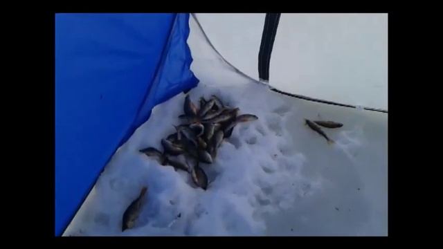 Рыбалка на окуня зимой на деревенском пруду в Мордовии смотреть онлайн