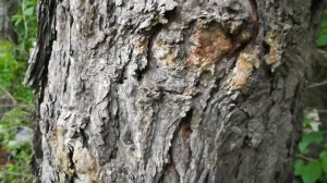 💝 ЛИСТВЕННИЦА💝 ЕЁ ПОЛЬЗА💝