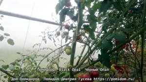 Помидоры — Black Opal — Чёрный Опал. Плодоносят до поздней осени