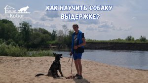 Как научить собаку выдержке? Выдержка в командах лежать, сидеть, стоять и место